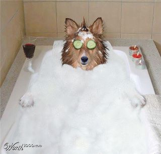 doggy spa