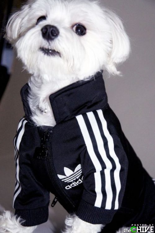 awesome-animals-funny-18