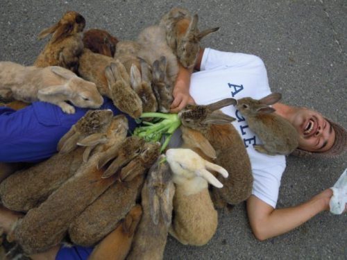 death by bunny