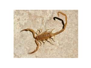 bark-scorpion1