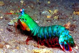 mantis shrimp 1