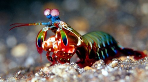 mantis shrimp 2