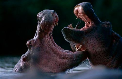 WWF - VIRUNGA CAMPAIGN 2013