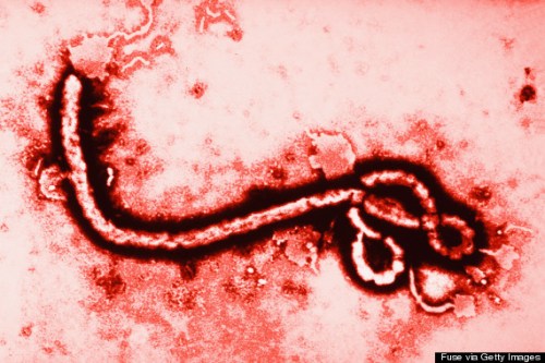 The Ebola Virus