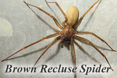 spider-brown-recluse